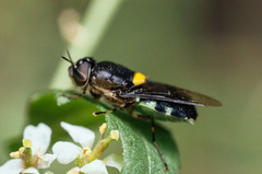 Odontomyia hunteri