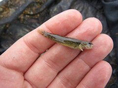 Etheostoma artesiae