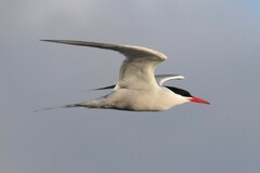 Sterna hirundinacea