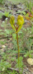 Linaria spartea