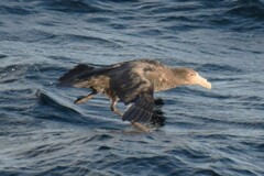 Macronectes giganteus