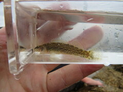 Etheostoma artesiae