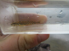 Etheostoma collettei