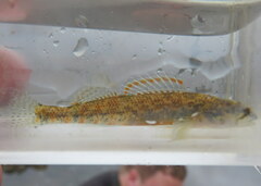 Etheostoma collettei