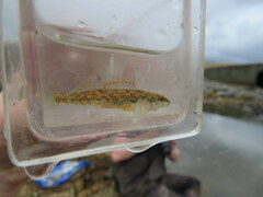 Etheostoma collettei