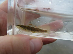 Etheostoma artesiae