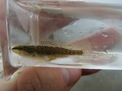 Etheostoma artesiae