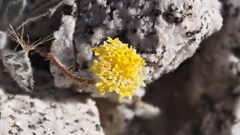 Trichoptilium incisum