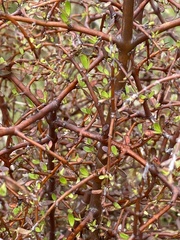Coprosma rigida