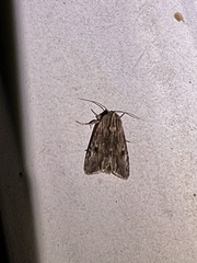 Spodoptera eridania