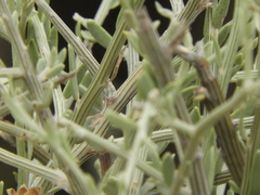 Cyclolepis genistoides
