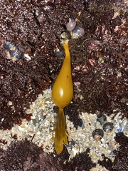 Laminariaceae