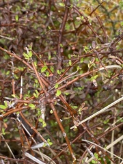 Coprosma rigida