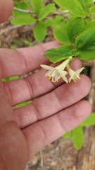 Lonicera utahensis