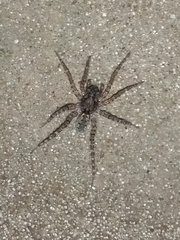 Paratrochosina amica