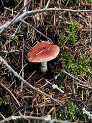 Gomphidius subroseus