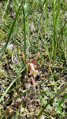 Aphyllon fasciculatum