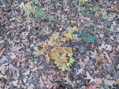 Acer leucoderme