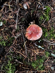 Gomphidius subroseus