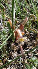 Aphyllon fasciculatum