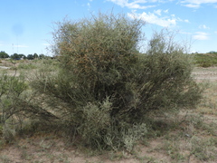 Cyclolepis genistoides
