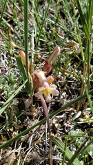 Aphyllon fasciculatum