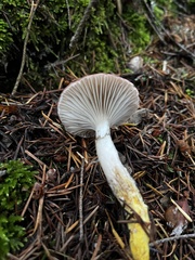 Gomphidius subroseus