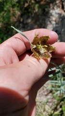 Fritillaria atropurpurea