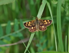 Carterocephalus mandan