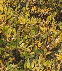 Salix planifolia