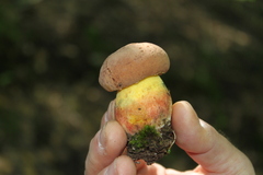 Lanmaoa pseudosensibilis
