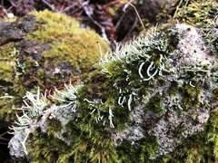 Pilophorus acicularis