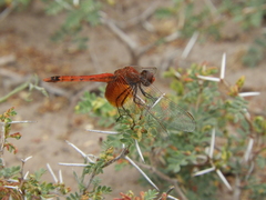 Erythrodiplax corallina