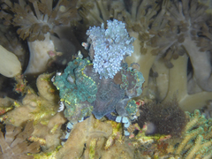 Cyclocoeloma tuberculatum
