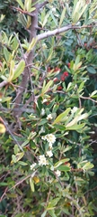 Pyracantha angustifolia