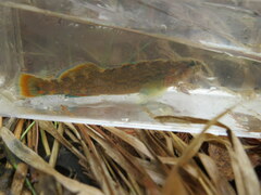 Etheostoma artesiae