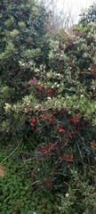 Pyracantha angustifolia