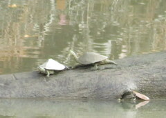 Graptemys sabinensis