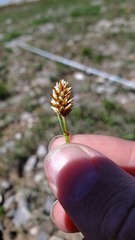 Bistorta bistortoides