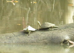 Graptemys sabinensis