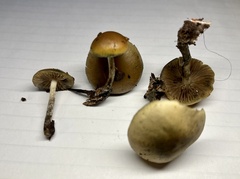 Psilocybe allenii