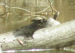 Sternotherus carinatus