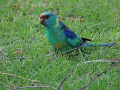 Barnardius zonarius barnardi