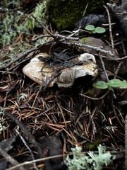 Gomphidius oregonensis