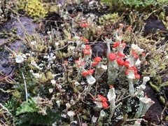 Cladonia borealis