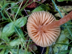 Galerina semilanceata