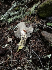 Gomphidius oregonensis