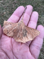 Bartheletia paradoxa
