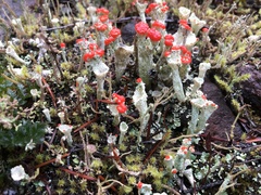 Cladonia borealis