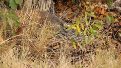 Varanus komodoensis